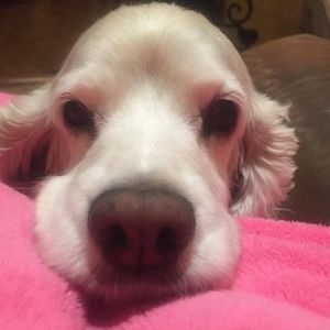 Meet your Posher, Beverly